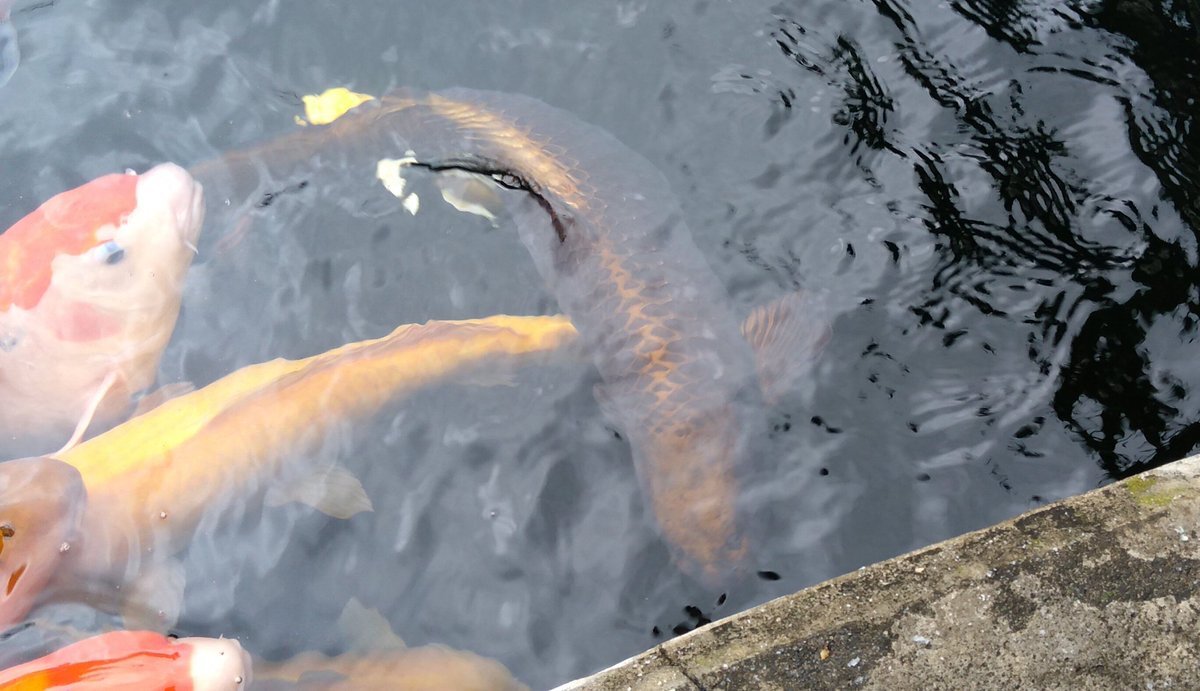 人面魚 のtwitter検索結果 Yahoo リアルタイム検索
