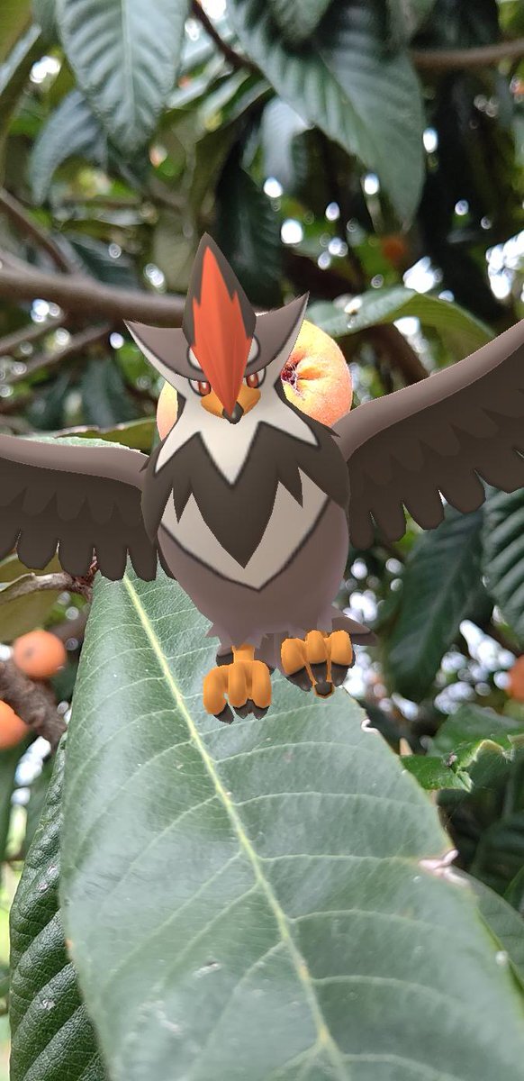 ムクホーク ポケモンgo