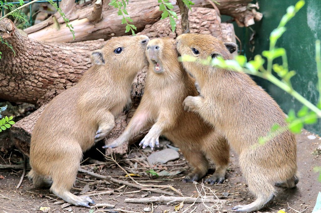 カピバラページ カピバラ」のYahoo!リアルタイム検索 - X（旧Twitter）を