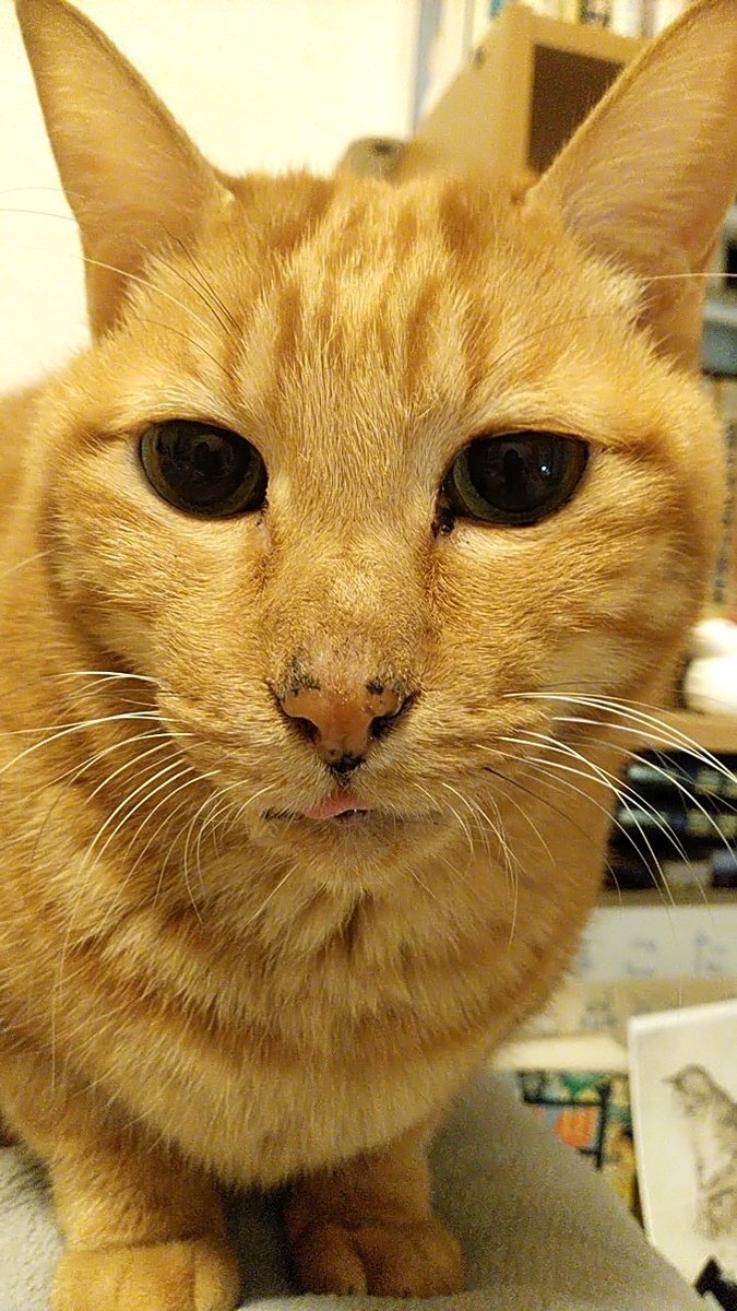 「マルコ・ポーロの冒険」放送開始から、ファンが熱狂！