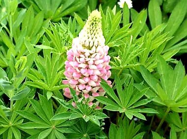 阪神タイガース、1985年の日本一を振り返る