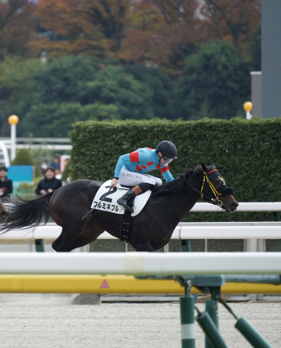 フルミネブル、デビュー戦で圧勝！ファン歓喜