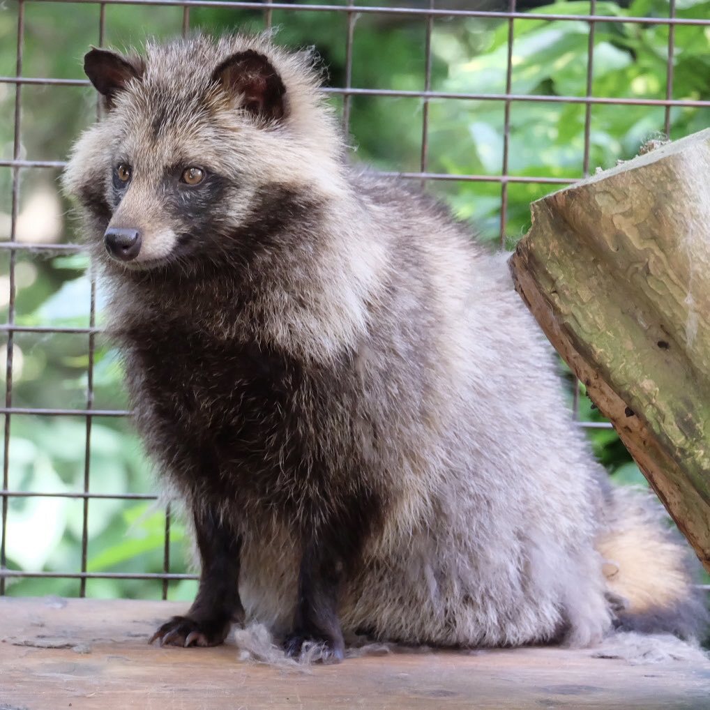 市原ぞうの国で飼育員死亡　ゾウに踏まれたとみられる