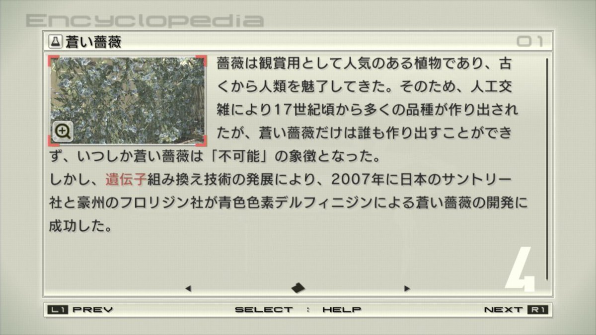 青いバラ開発、遺伝子組み換えや花言葉に注目が集まる