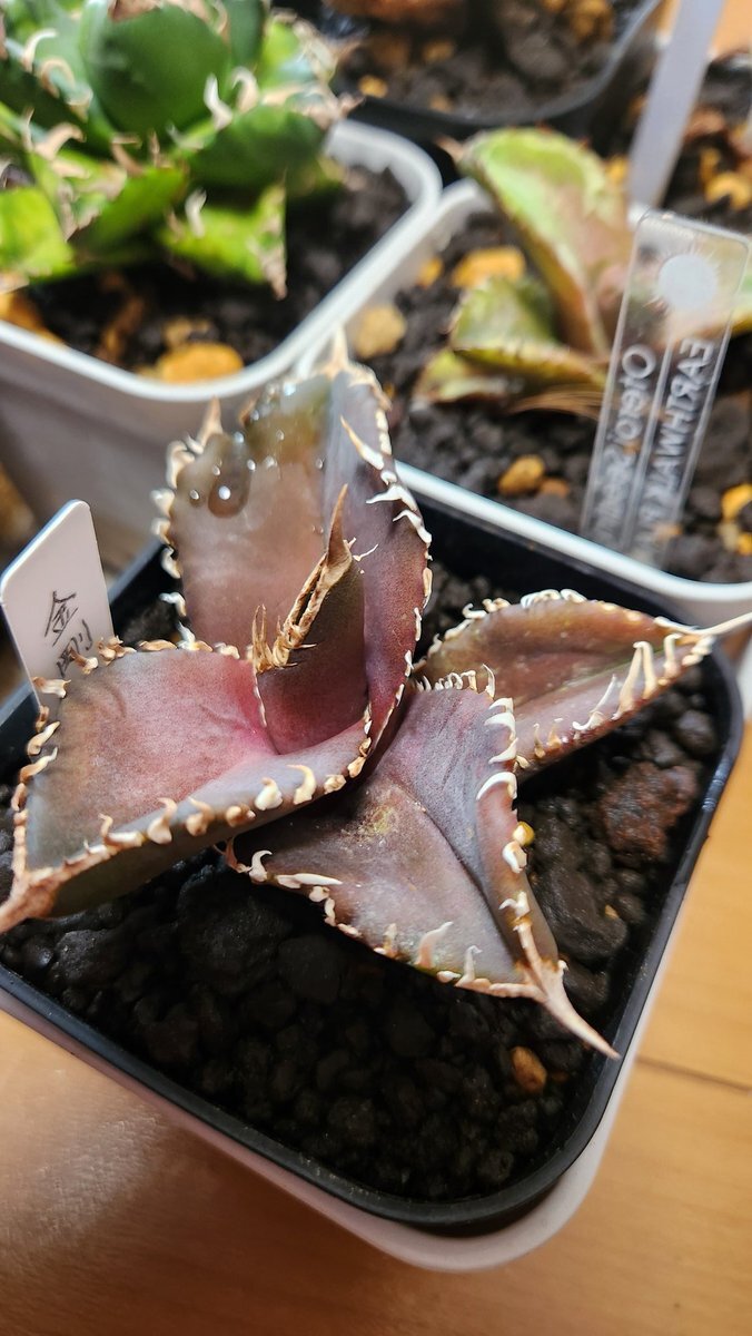 国連加盟記念日：日本の国際社会復帰を祝う声