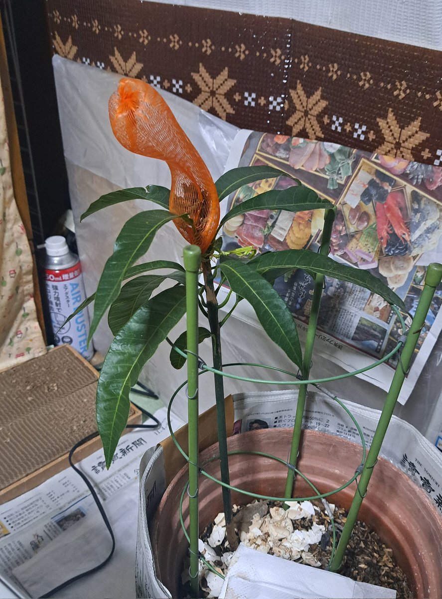 マンゴー」のYahoo!リアルタイム検索 - X（旧Twitter）をリアルタイム検索