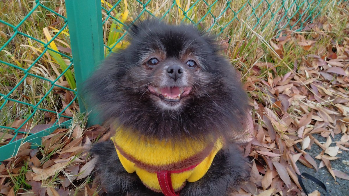 わんわん」のYahoo!リアルタイム検索 - X（旧Twitter）をリアルタイム検索