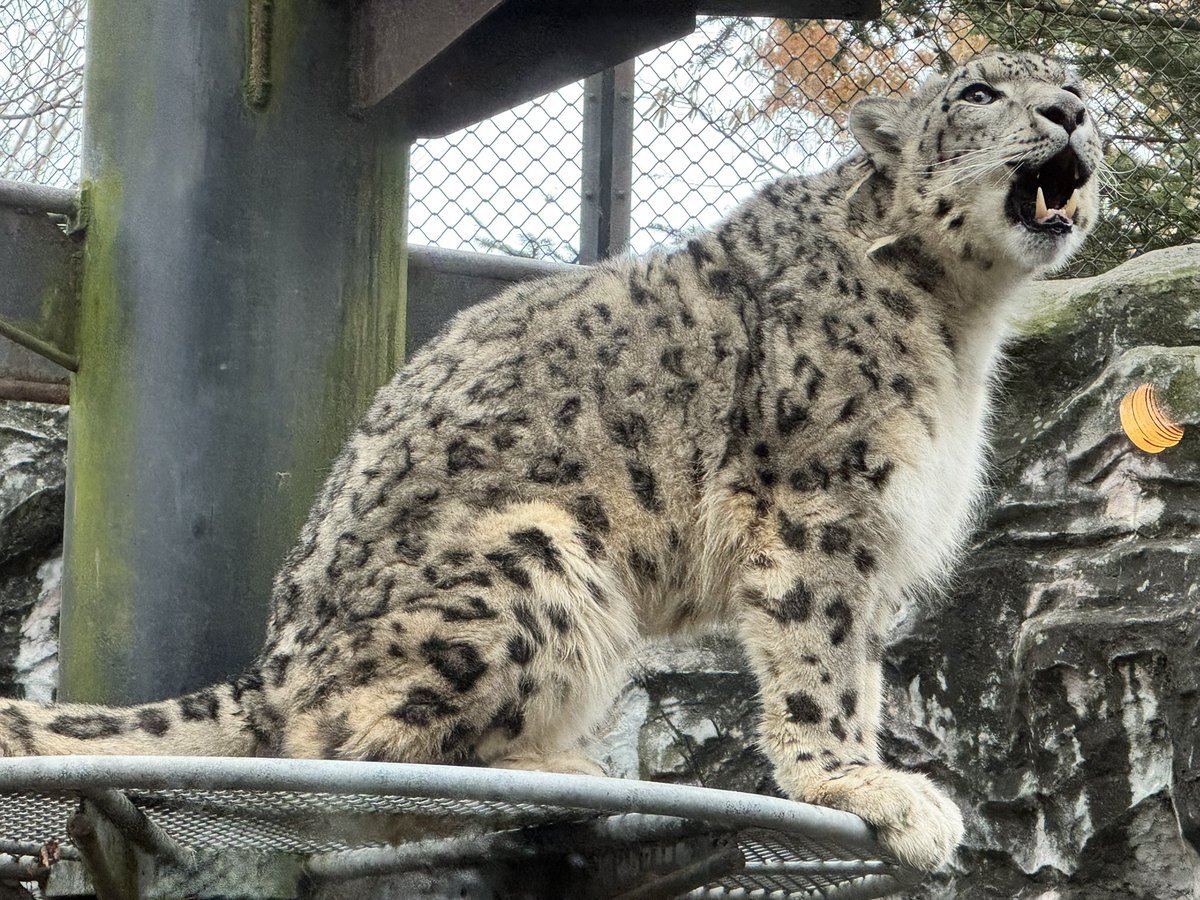 大森山動物園のツキノワグマ「ルビー」脱走、一時休園へ 