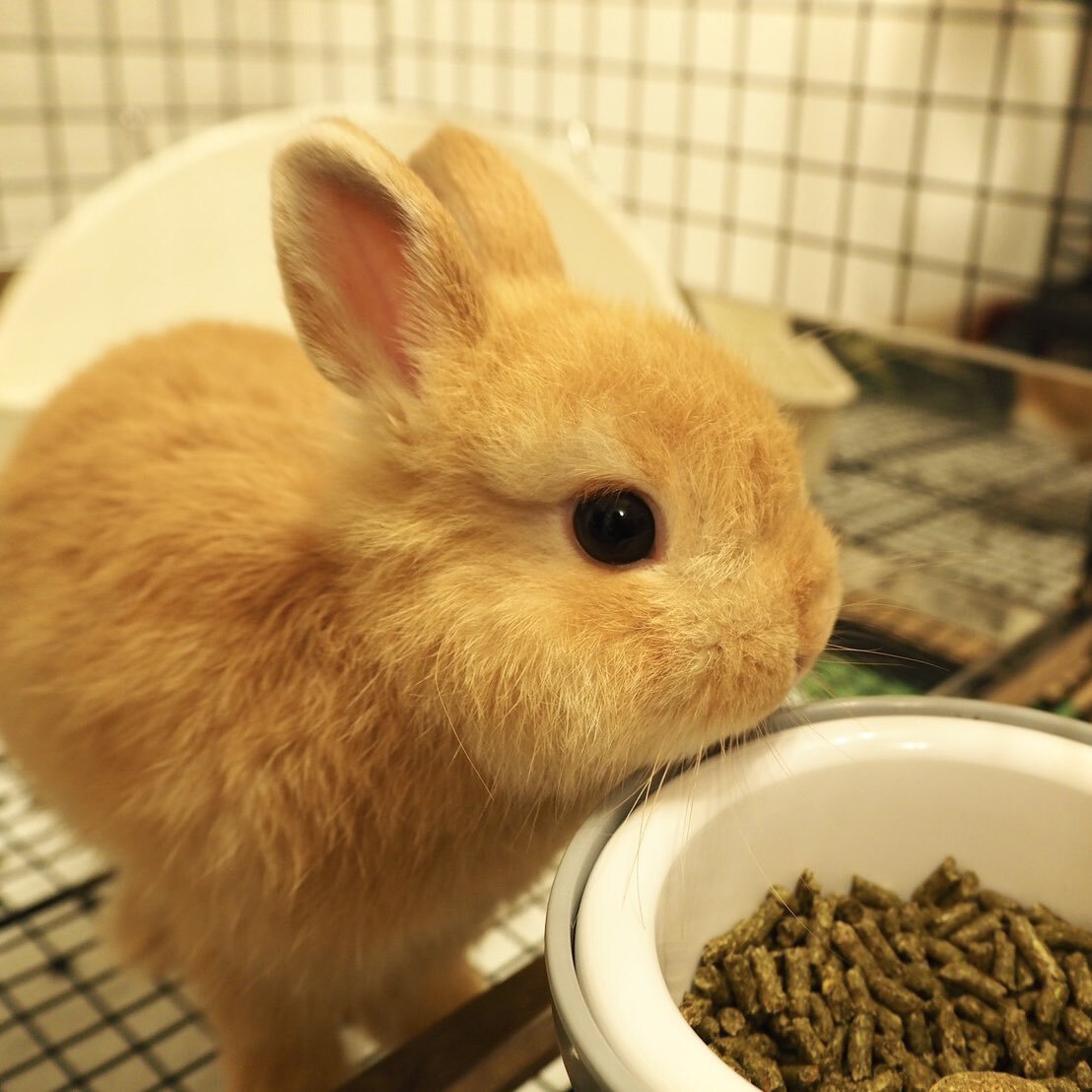 うさぎのしっぽ」のYahoo!リアルタイム検索 - X（旧Twitter）を
