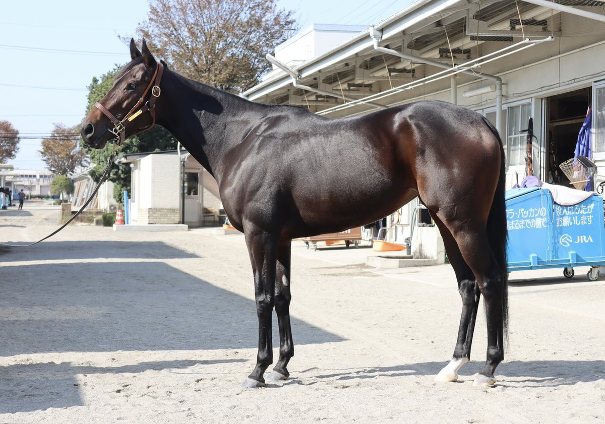 バルボアパーク、東京3Rで2着！ファン歓喜の好走