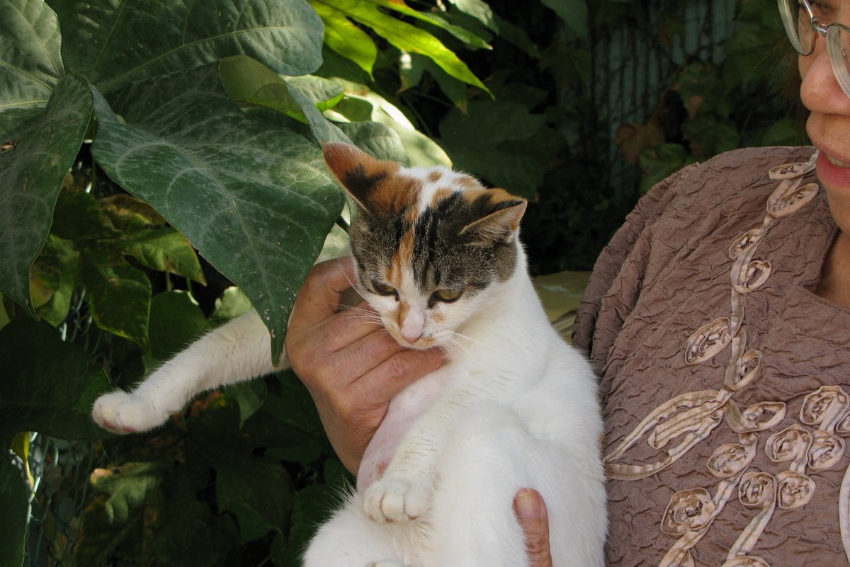 夕焼けだんだん、高層マンション建設で夕焼け見えなくなる