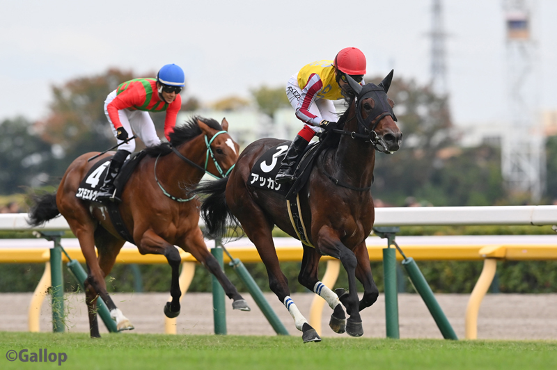 東京競馬場！百日草特別でアッカンが圧勝！