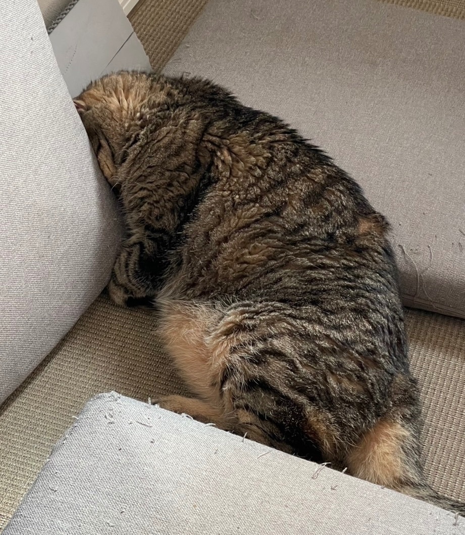 ねこきゃとてぃくす」のYahoo!リアルタイム検索 - X（旧Twitter