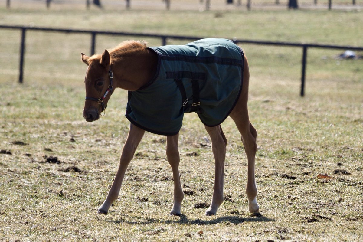 スターアニス、阪神JF制覇！ファン興奮「可愛い」「強すぎる」