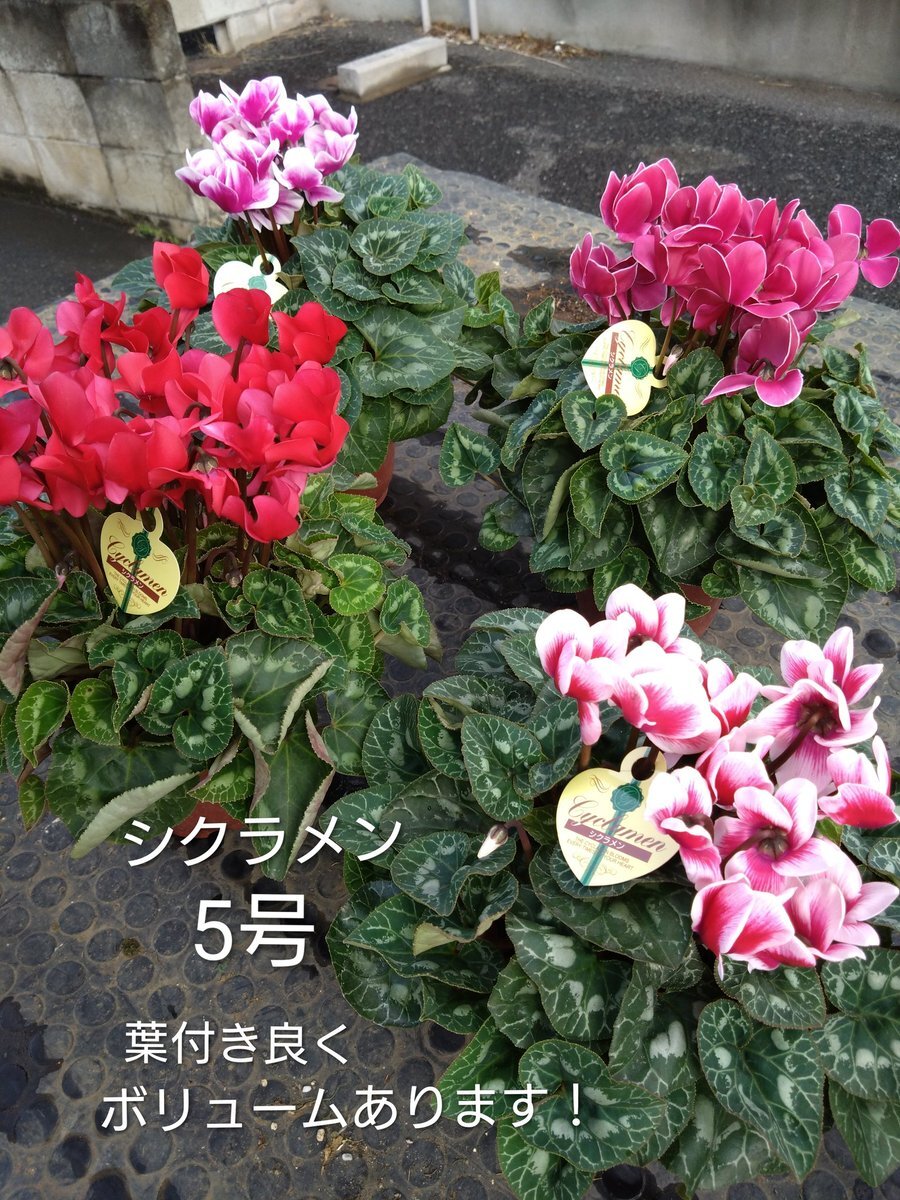 ❣️シクラメンです。２点おまとめ sayuri🌷 on X