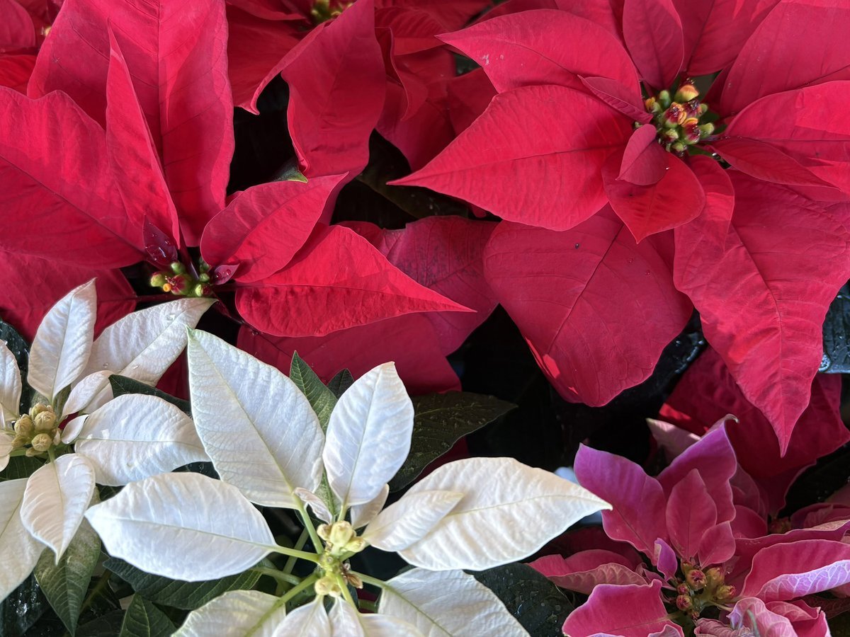 #マイあさ：ユーザーが各地の朝の様子を報告