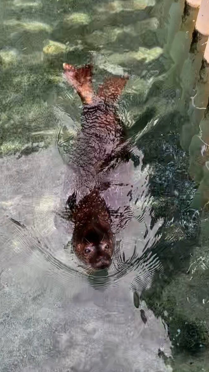 ココア、下田海中水族館へ引っ越し！ファン歓喜