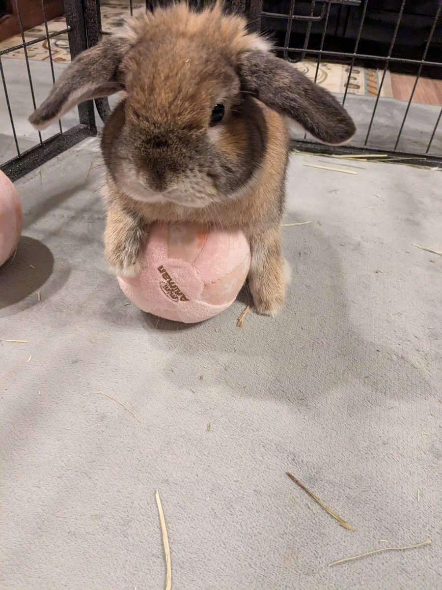 - roとグレの癒やしな日常、飼い主の笑顔も 