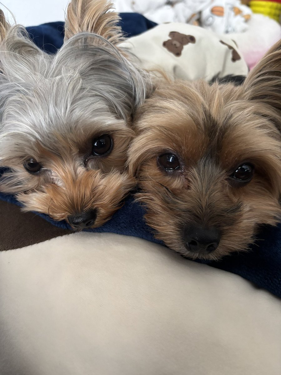 ヒノエとつくねのママです。　ヨーキーちゃん ヨーキーフェス2024クリパ🎄 ⁡ 一緒にお写真撮ってくれたお友達