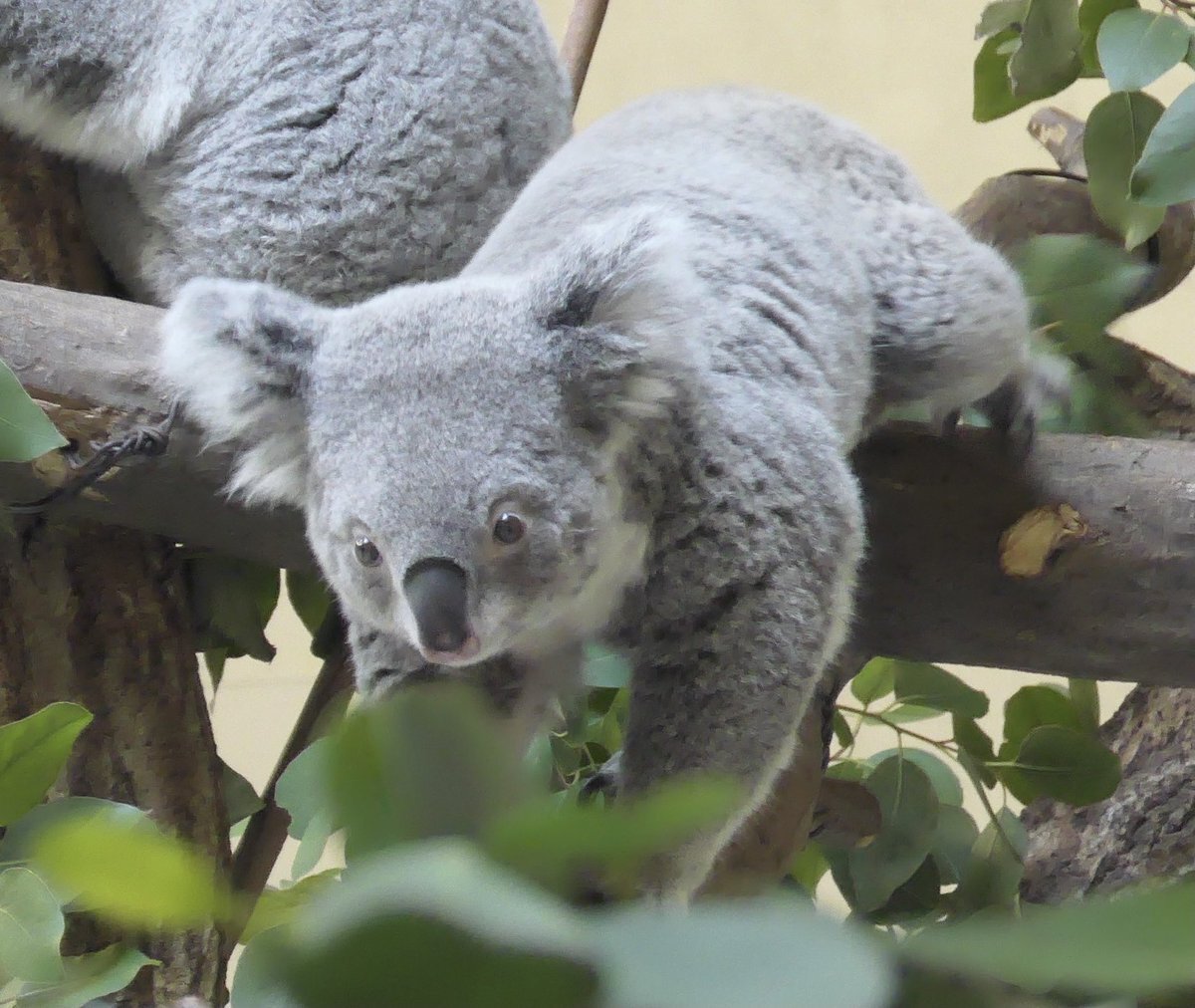 多摩動物園 のtwitter検索結果 Yahoo リアルタイム検索