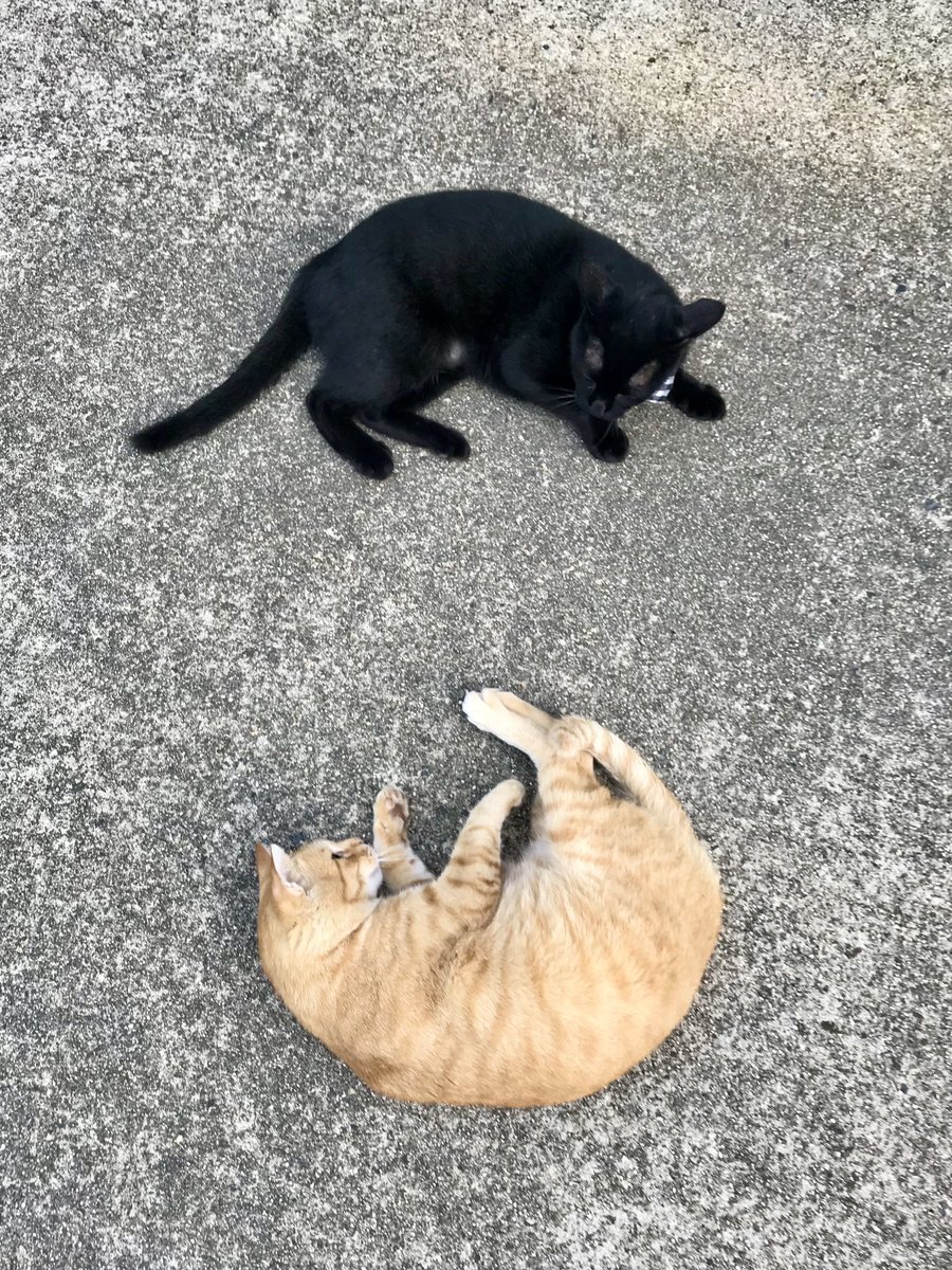 猫 猫C 画像 1 + 14 最終値下げしました！ カワサキ ZX-14R ABS 2014年