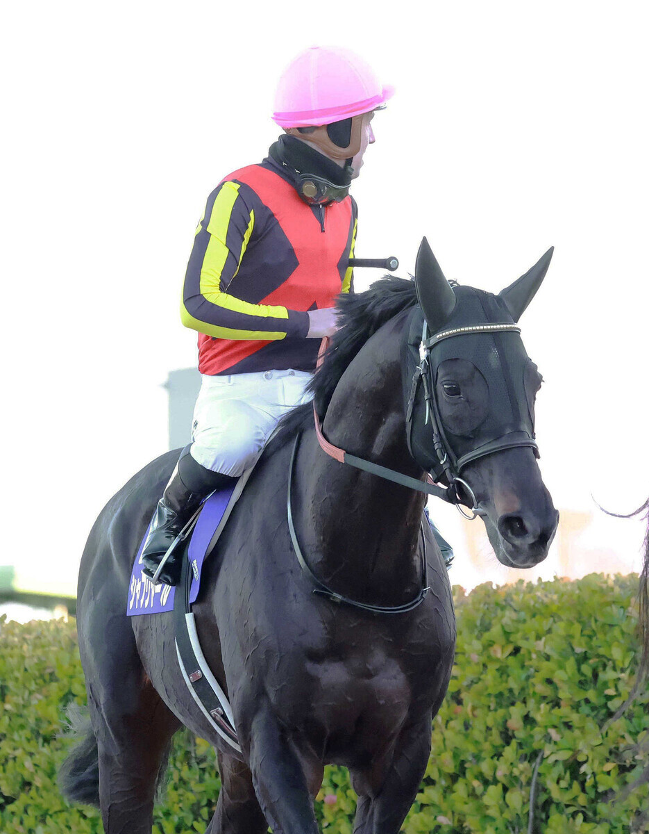 シャフリヤール 種牡馬引退撤回に喜びの声