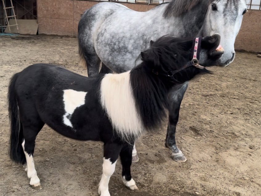 ベストヒット歌謡祭2025、どんな曲が披露される？