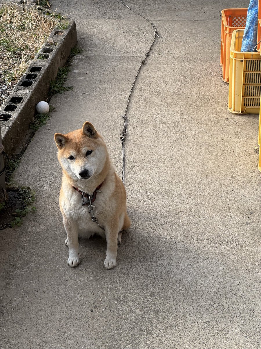 宮城県でクマが柴犬を襲う