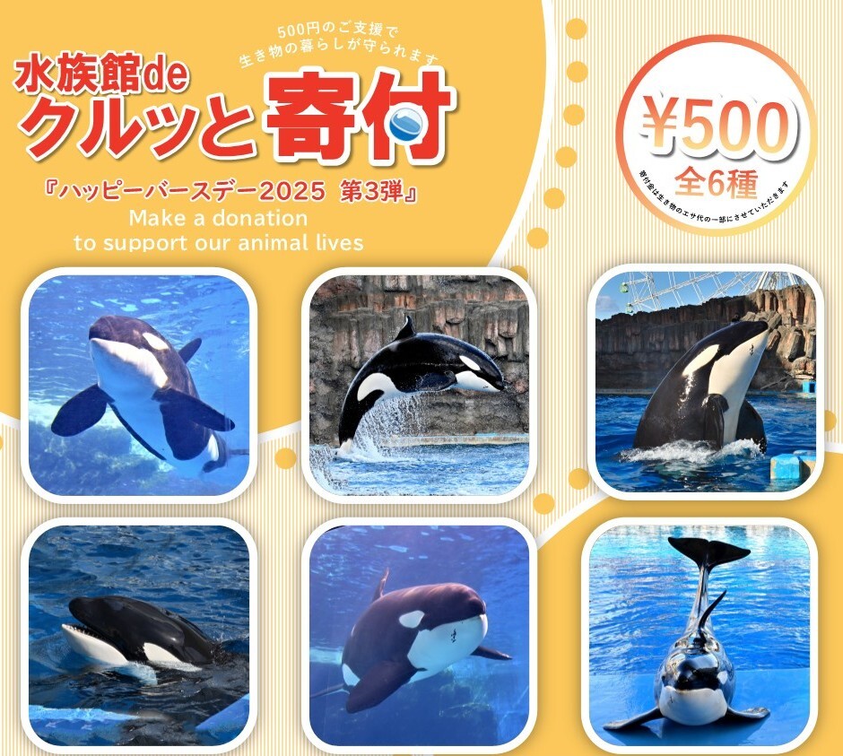レア 名古屋港水族館限定 シャチ リン 名古屋港水族館 シャチ アース