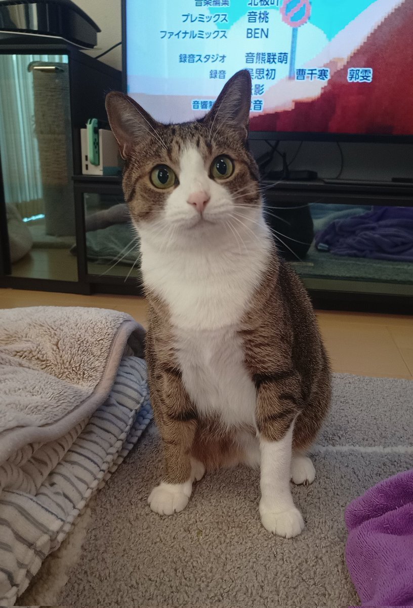 ちょこ先輩、アイキューでどんな活躍を見せる？