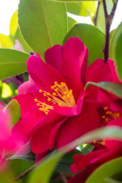 E.T.の日、映画の思い出と愛嬌あふれるE.T.にファン歓喜