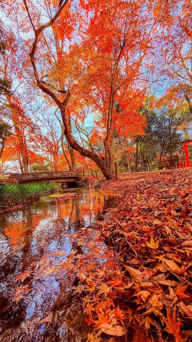 紅葉☆即購入OK様☆専用☆ 紅葉」のYahoo!リアルタイム検索 - X（旧Twitter）をリアルタイム検索