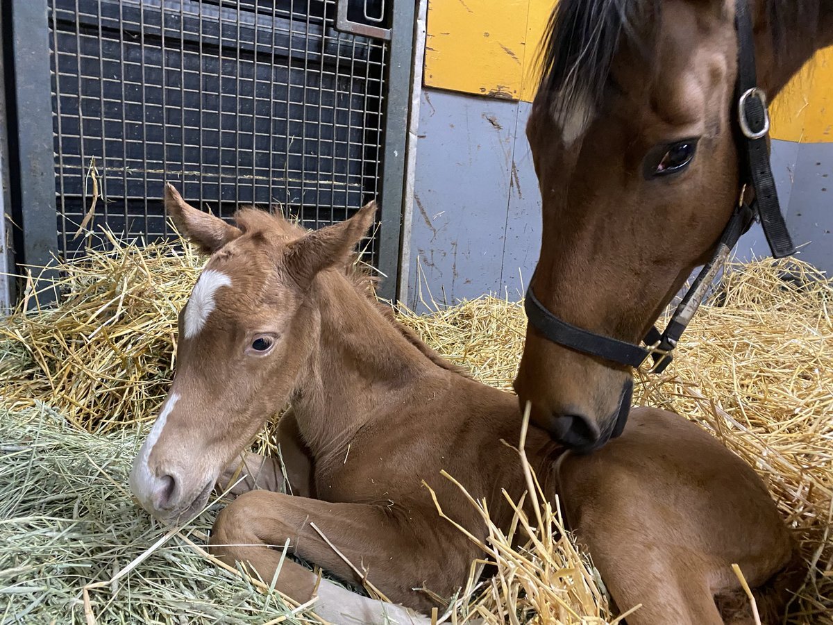 アートレスマインド、京都競馬で勝利！