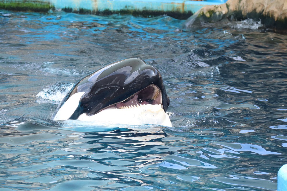 名古屋港水族館 シャチ」のYahoo!リアルタイム検索 - X（旧