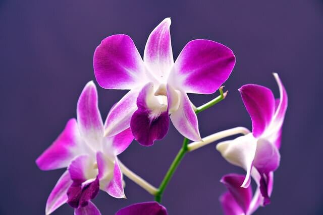 デンドロビウム、花言葉は何？