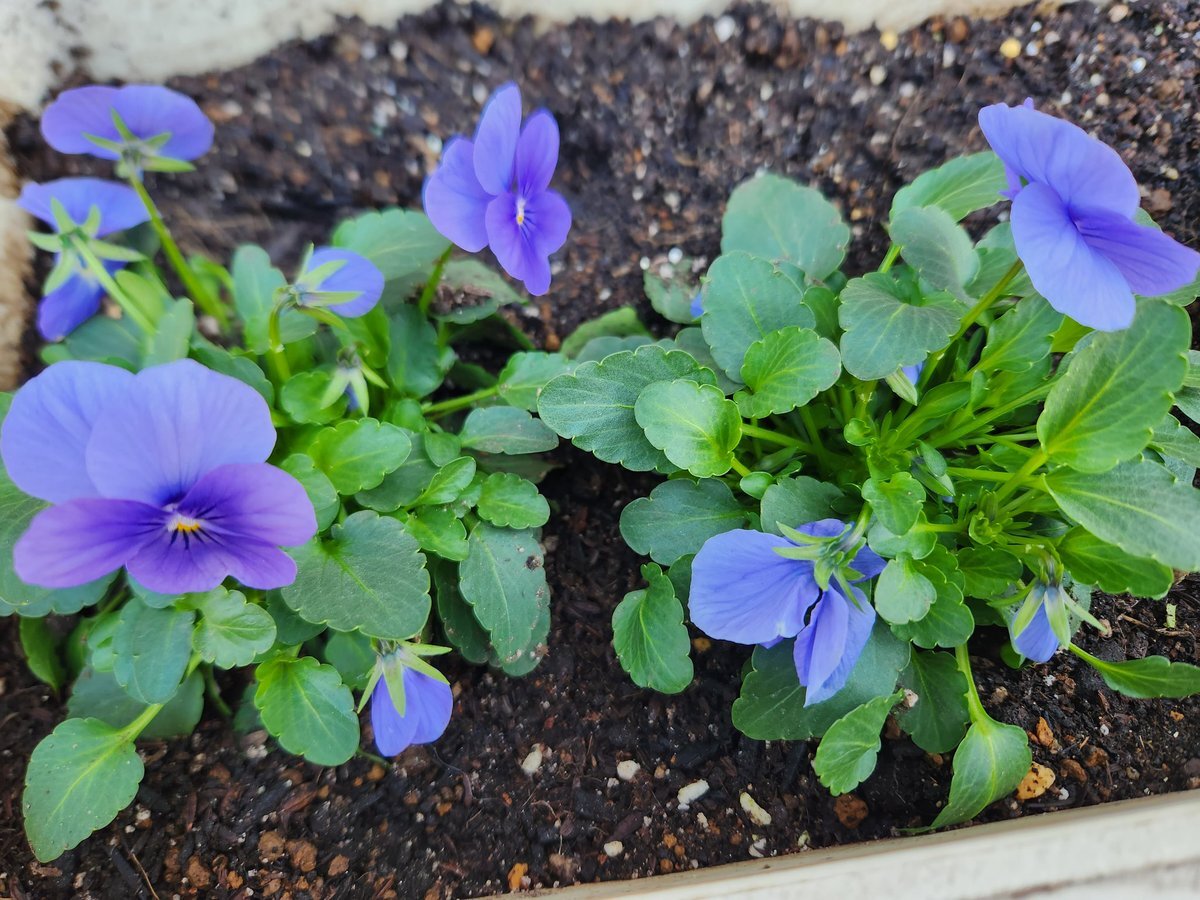羽生結弦、ファンが誕生月を祝福「健康で幸せな1ヶ月になりますように」