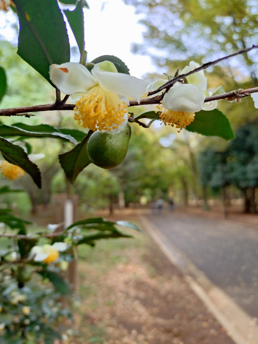 「マイあさ」投稿で、各地の朝の様子が