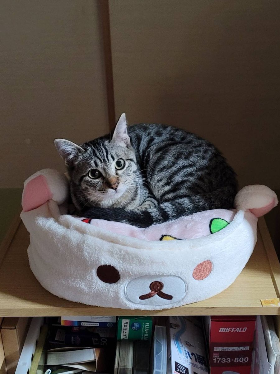 プロフ画像の子猫里親募集中です✨譲渡 保護猫と家族をつなぐ譲渡会 @hogoneko_to_kazoku2022 で現在