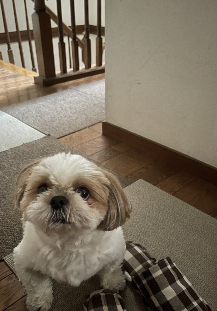 オーダー受付　シーズー　ご予約ページ　レアパネル　8/19 オーダー受付 シーズー ご予約ページ レアパネル 8/19 - メルカリ