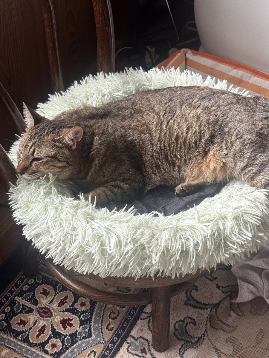 みけねこページ みけねこ。 (@95rn16) / X