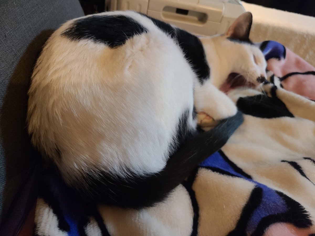 しおねこ X（旧Twitter）で話題のおもしろ画像や動画 - Yahoo