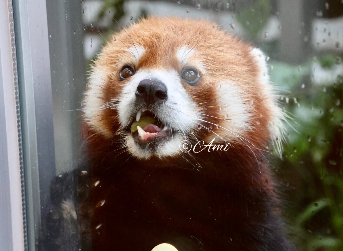 Ruruページ Trane Chiller Parts - Reliable Pressure Sensor X13790348100