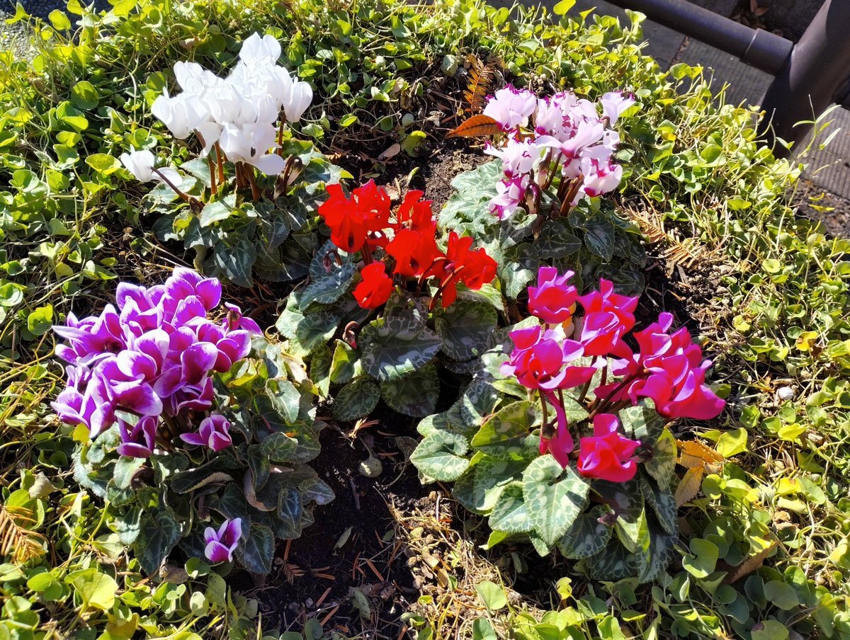 デーモン閣下の「toi toi toi」に朝から癒される声が多数