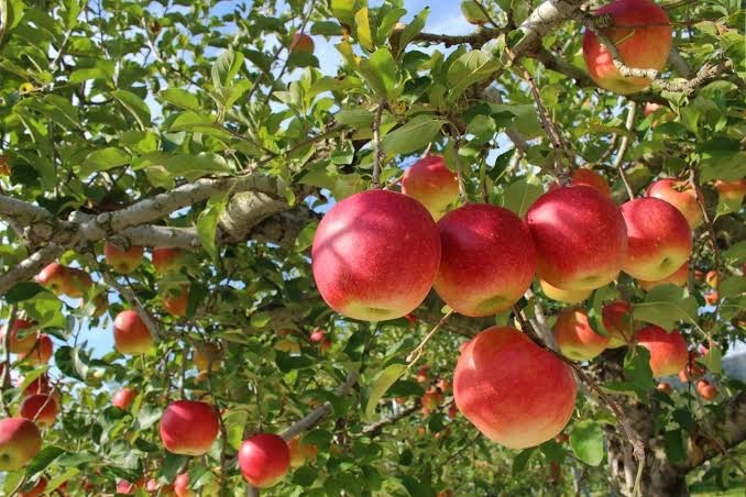 リンゴ様確認 Identify the Aomori apples from all over the country! Apple