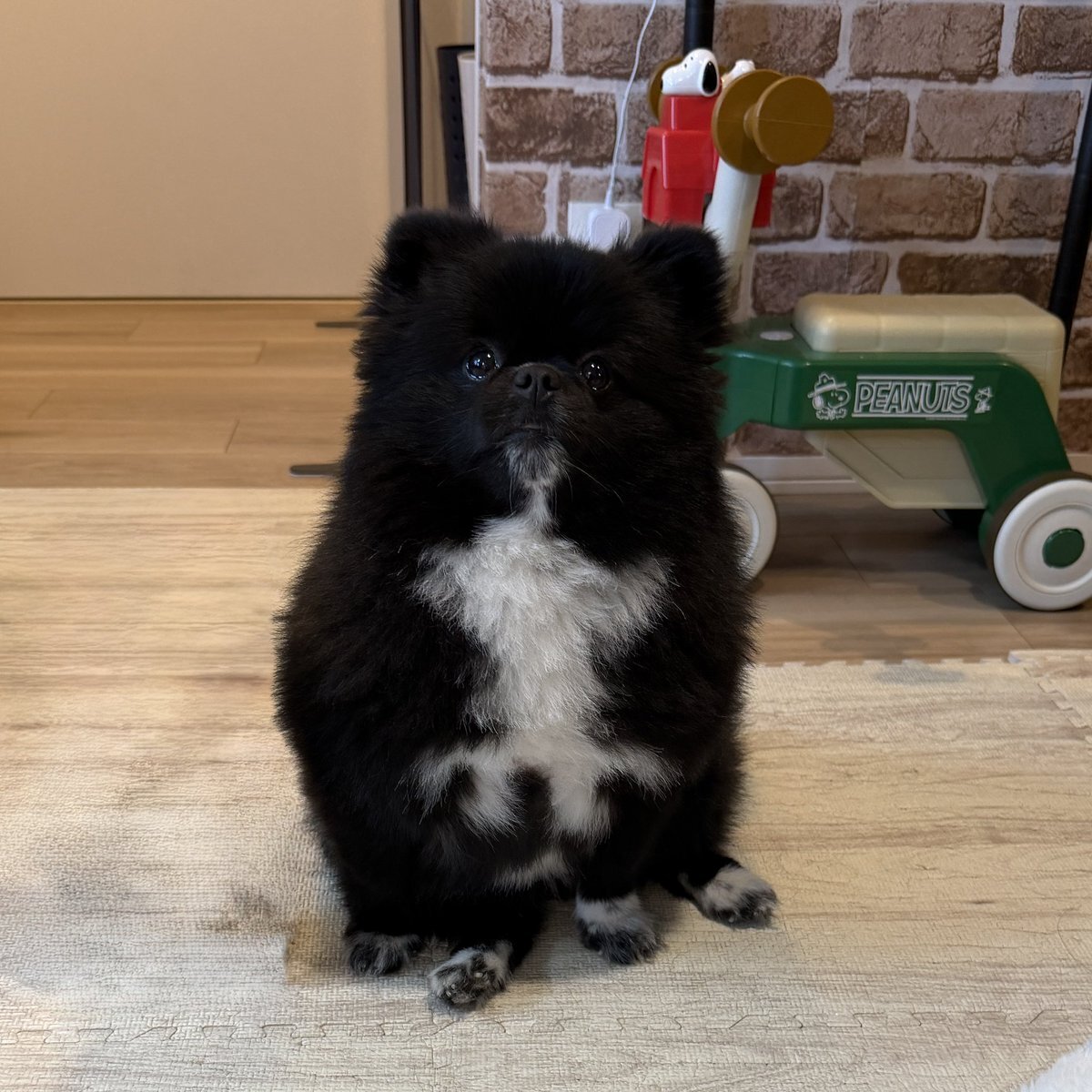 たぬき」のYahoo!リアルタイム検索 - X（旧Twitter）をリアルタイム検索