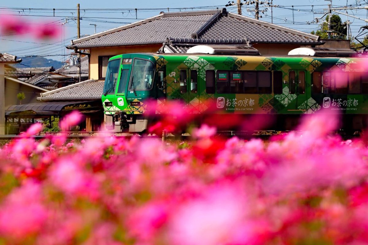 コスモス」のYahoo!リアルタイム検索 - X（旧Twitter）を