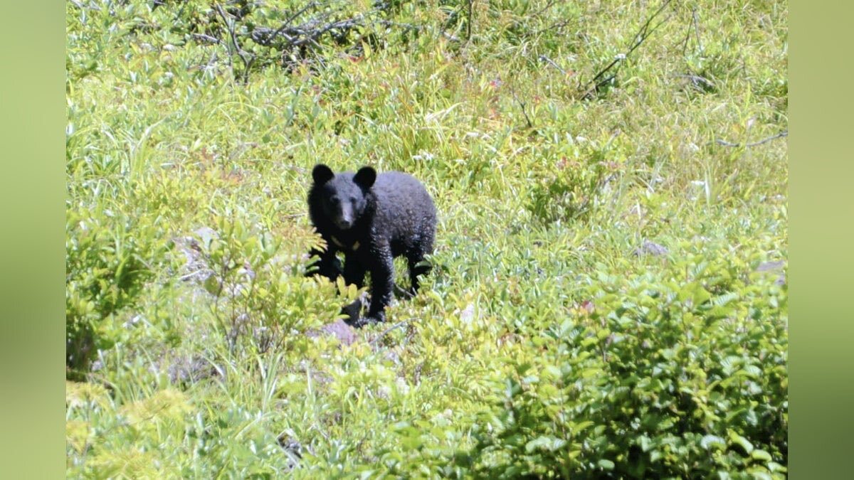 仙台市でクマ目撃、警戒呼びかけ