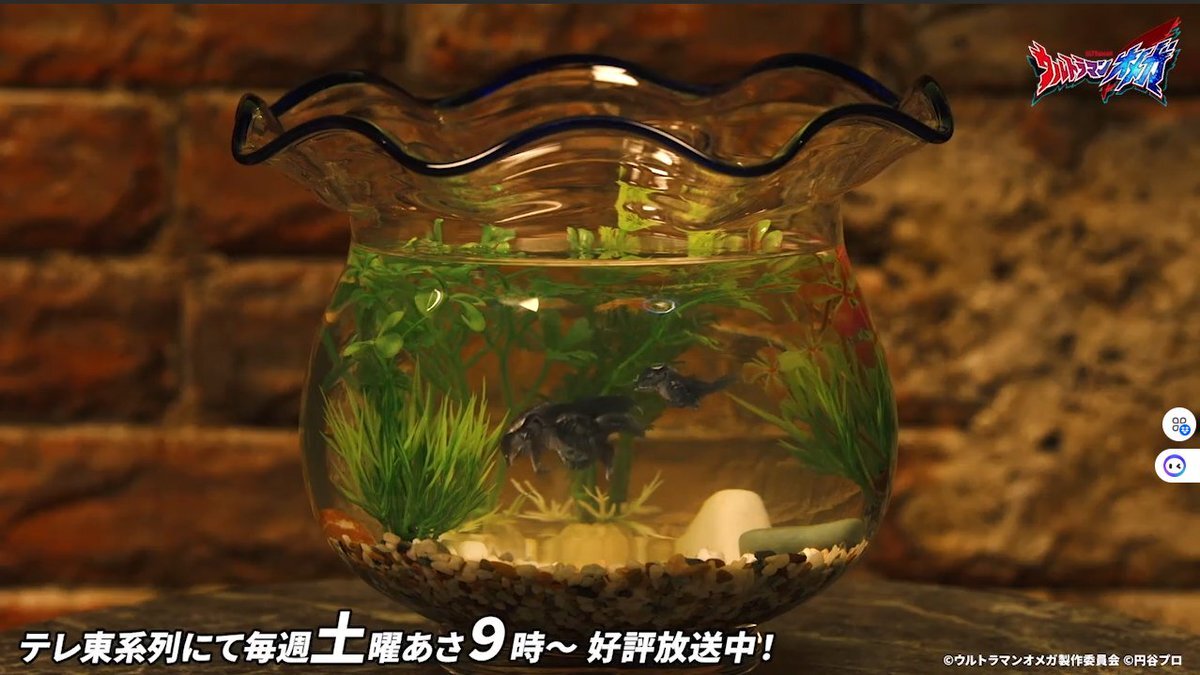 ゲードス、金魚鉢で飼われていた？