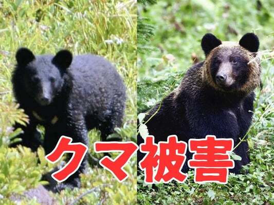 新潟・新発田市で猟友会男性がクマに襲われ駆除