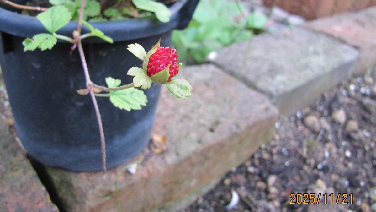 「一人ぼっち」の寂しさをSNSで吐露するユーザー続出